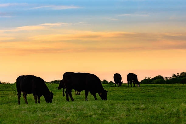 istock Cows in silhouette against colorful sky 664145030