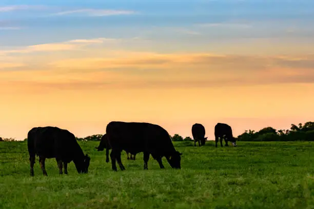 Black Angus cows grazing in silhouette against a sunset sky