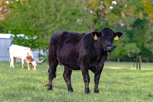 istock Angus cow in green pasture - horizontal 664147868