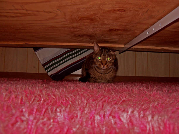 Lovely cat is hidden under the bed stock photo