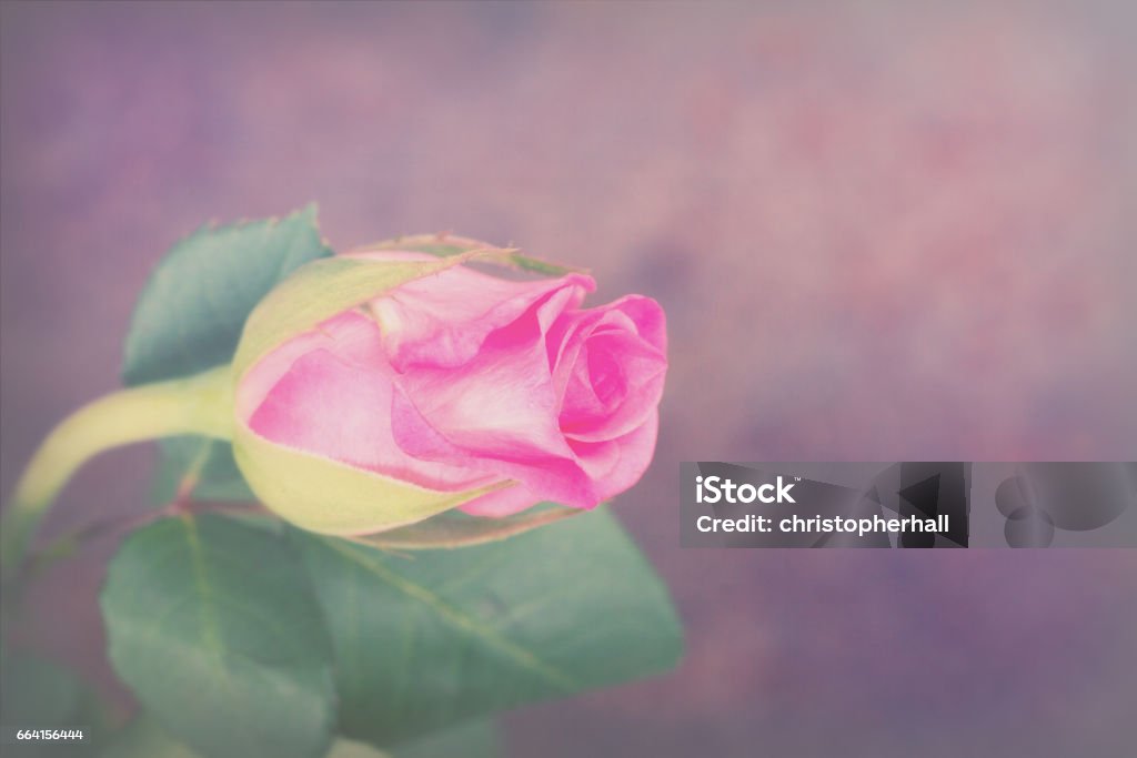 Delicata bella rosa su uno sfondo semplice - Foto stock royalty-free di Amore