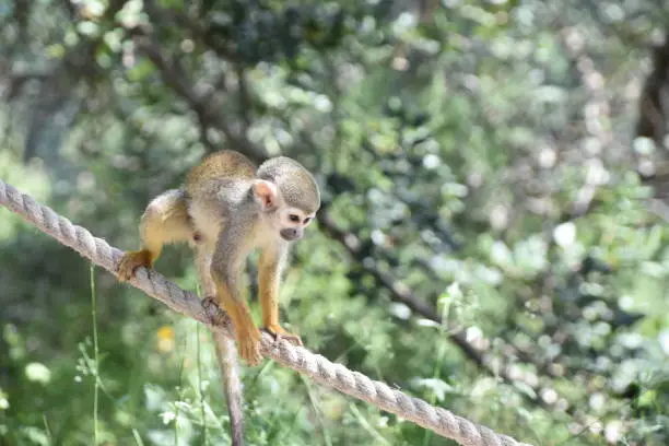squirrel monkey on a rope
