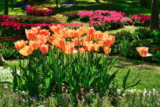 istock Tulips in Gulhane Park, Sultan Ahmet, Istanbul, Turkey. 664157206