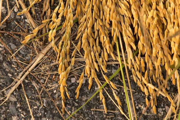ear of rice on sack