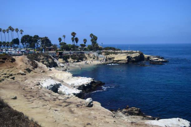 leões-marinhos e as pessoas estão nadando juntos na enseada de la jolla, san diego, califórnia, eua - la jolla cove - fotografias e filmes do acervo