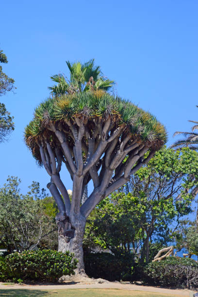 istock Nice Tropical tree in San Diego, California, USA 664160440