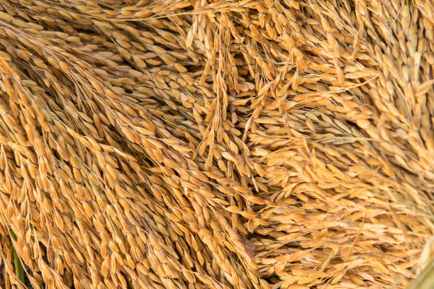 Close up of rice seed or paddy rice on rice plantClose up of rice seed or paddy rice on rice plant