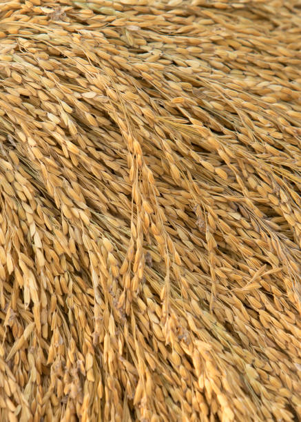 Close up of rice seed or paddy rice on rice plantClose up of rice seed or paddy rice on rice plant