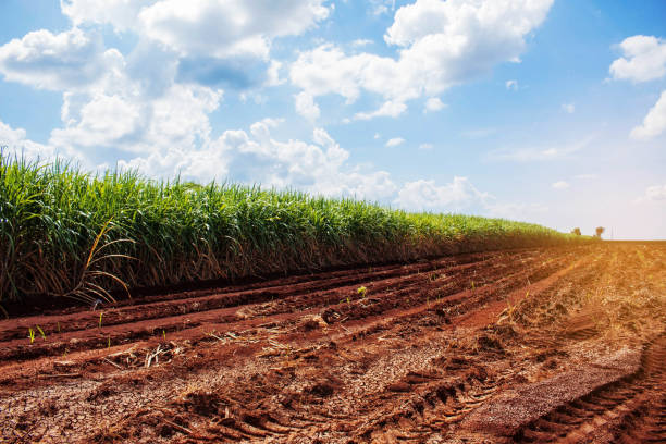 Sugarcane plantation on dry ground.