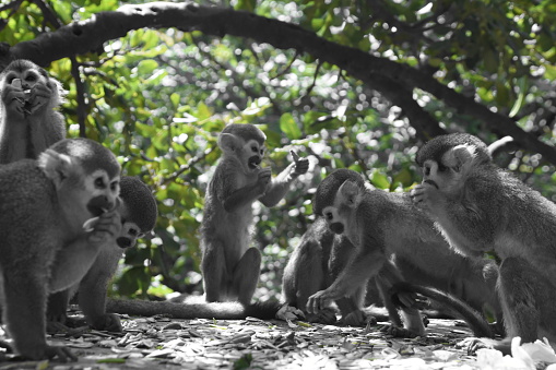 Pack of  squirrel monkey