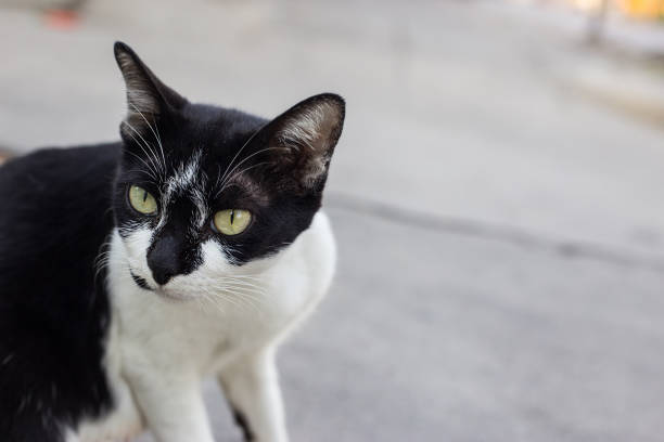 istock Closeup black and white cat with green eye look at a camera 664174460