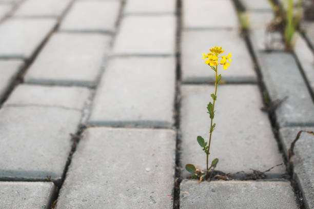 istock flower growing through the paving stone at sunset 664178004