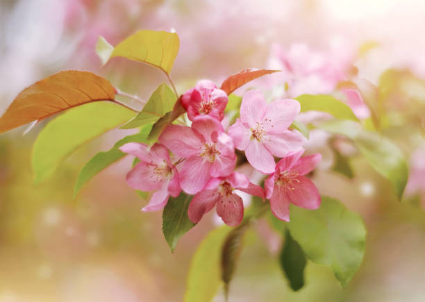 istock Pink flowers of Apple tree 664178112