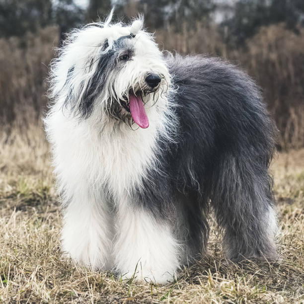 istock Walking Old English Sheepdog 664178592