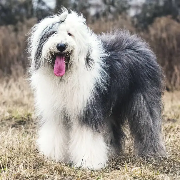 Walking Old English Sheepdog