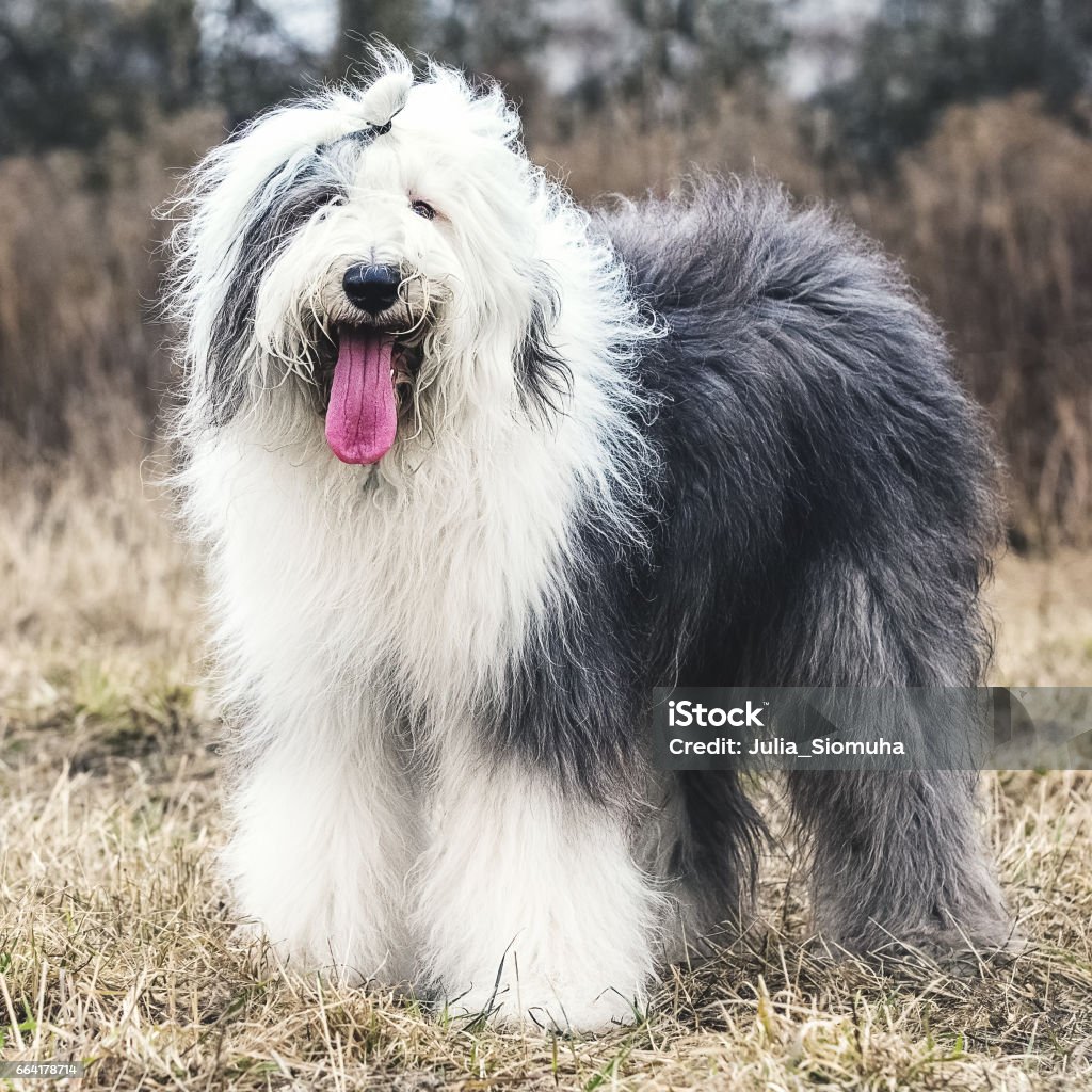 Olivia, Um Cão Pastor Inglês Velho Fêmea Imagem de Stock - Imagem