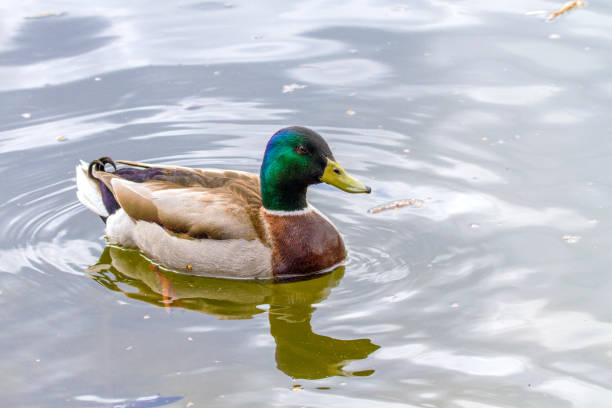 istock animal a wild drake swims on a pond 664181492