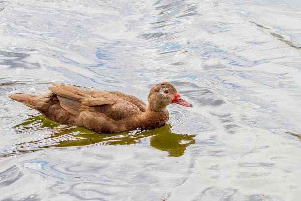 istock house duck of brown color floating on the river 664181538