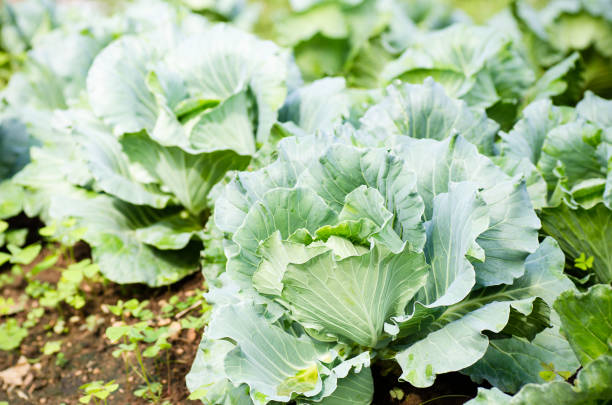 istock Fresh cabbage growing in organic vegetables farm 664182666