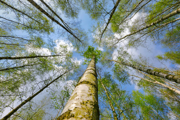istock Birch tree forest in the town forest of Cologne, Germany 664183268