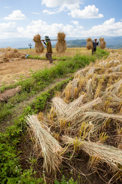istock Rice Field in Chiangmai, Thailand 664183710