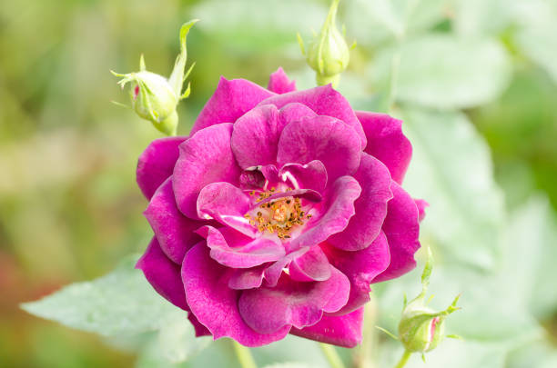 Beautiful rose flower blossom in a garden