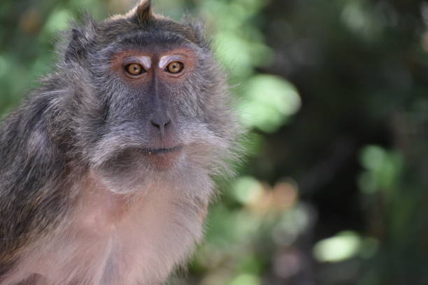 istock Macaca fascicularis, Unfortunately this is the preferred animal for experiments 664187214