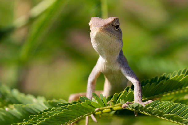 istock Image of chameleon on nature background. 664195386