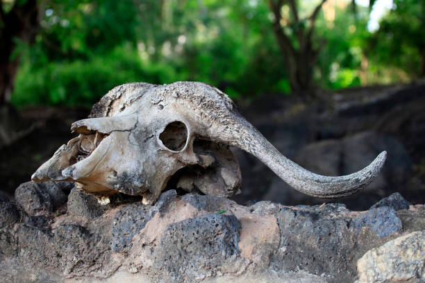 istock Old skull of a beef cow close-up 664198196