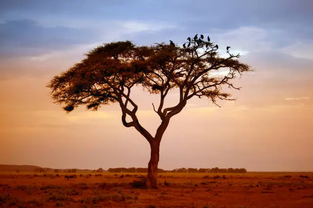 Tree in the African savannah. Amboseli national park in Kenia