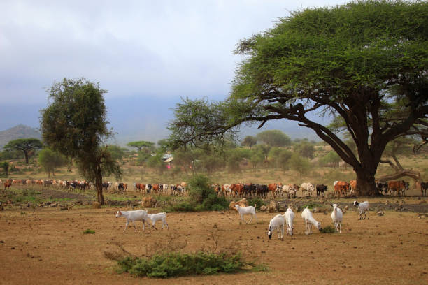 istock A large herd of cows in Kenya 664198372