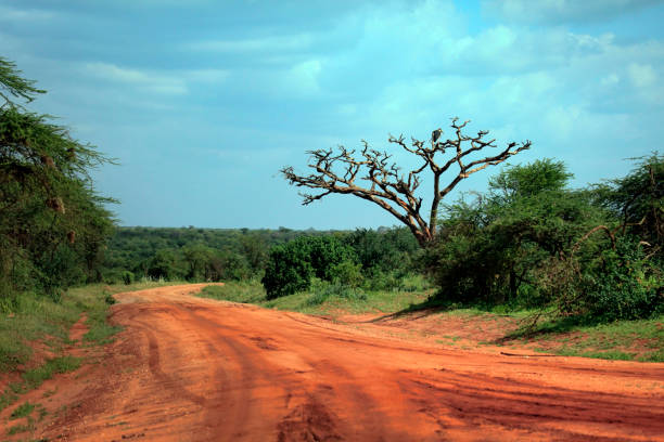 park tsavo east national w kenii - photography amboseli national park kenya east africa zdjęcia i obrazy z banku zdjęć