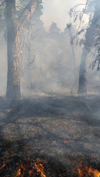 istock Smoke and flame bellow from the wildfire 664198566