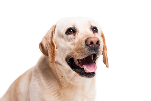 istock Labrador dog sitting, studio shot 664198838