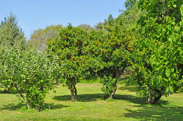 istock citrus trees in a grove 664202582