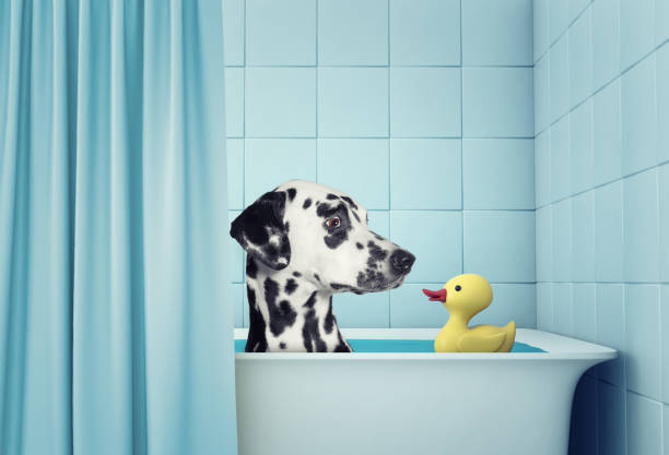 istock cute dalmatian dog in the bath 664205850