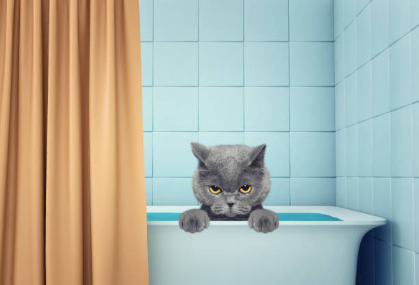 istock cute wet cat in the bath 664206176