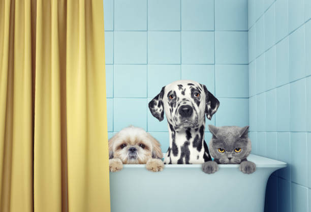 two dogs and cat in the bath
