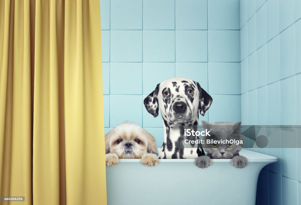 two dogs and cat in the bath cute two dogs and cat in the bath Dog Stock Photo