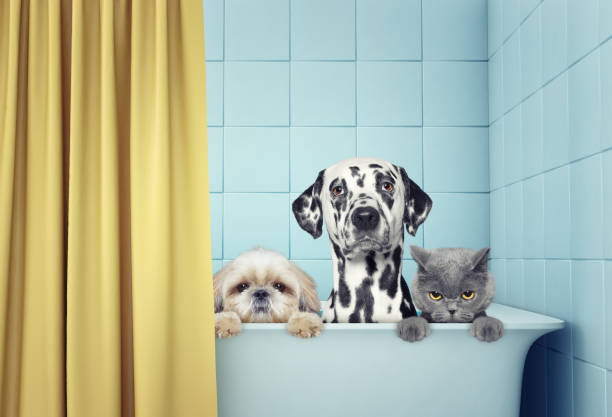 two dogs and cat in the bath stock photo