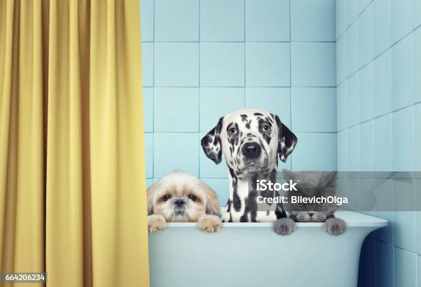 Two Dogs And Cat In The Bath Stock Photo - Download Image Now - Dog, Domestic Cat, Bathtub