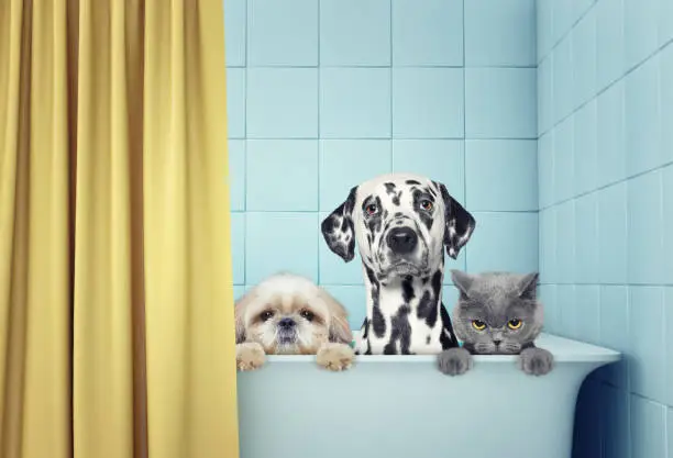 Photo of two dogs and cat in the bath