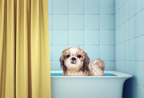 istock cute wet shitzu dog in the bath 664206262