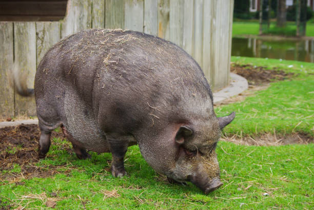 istock Pork bellied pig 664213770