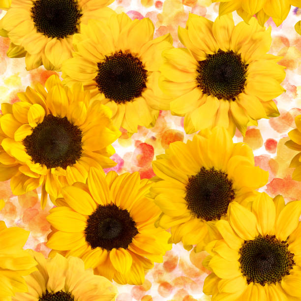 istock Seamless pattern with yellow sunflowers on watercolor texture 664217752