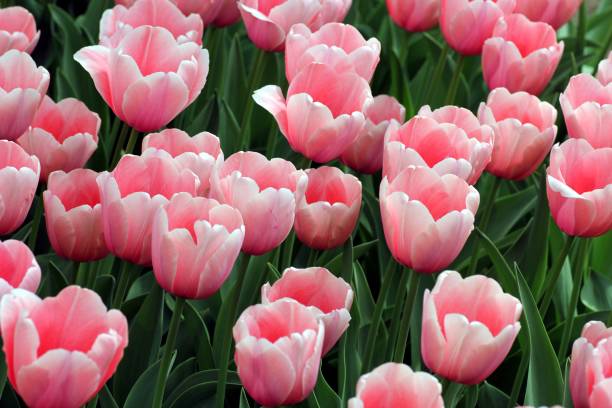 istock Tulips flowers garden 664218556