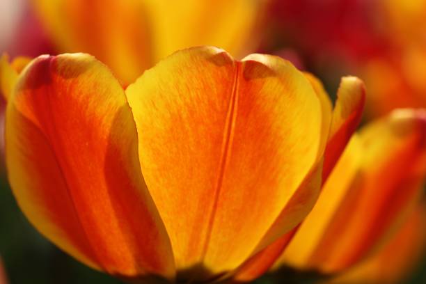 istock Tulips flowers garden 664218588