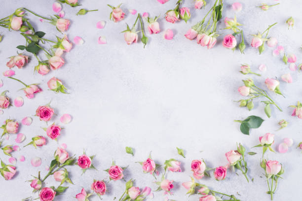 istock Pink and white rose flowers 664221530