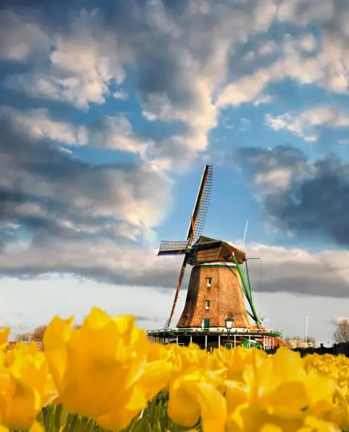 Photo of Traditional Dutch windmill with tulips in Zaanse Schans, Amsterdam area, Holland