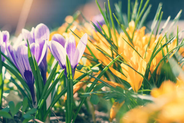 istock Spring violet white and yellow flowers crocuses 664222404